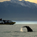 Kaikoura Whale Watching