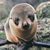 Seal pup