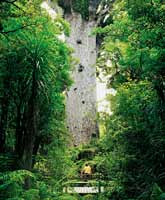 Tane Mahuta, Northland - click for more.