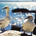 Gannets - Hawke's Bay 