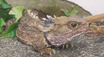 Tuatara