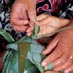 The art of harakeke (flax weaving) is passed on from one generation to the next. 