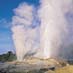 Geyser - Rotorua