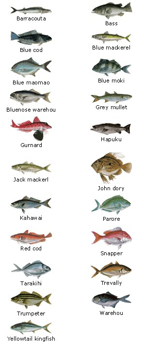 Saltwater Fish  New Zealand A to Z