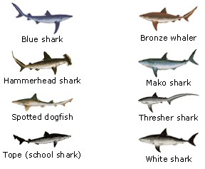 Sharks