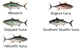 Tuna