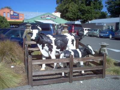 cows_in_geraldine_400