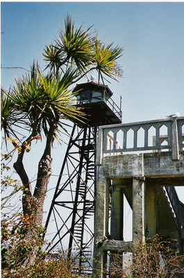 New Zealand Cabbage Tree on Alcatraz, San Francisco, USA