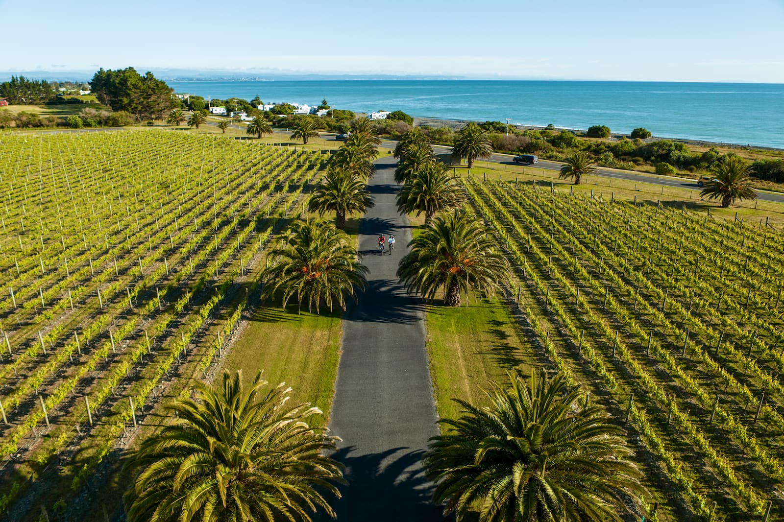 Aerial view of cyclists on palm-lined road through Haumoana vineyard Hawkes Bay with ocean